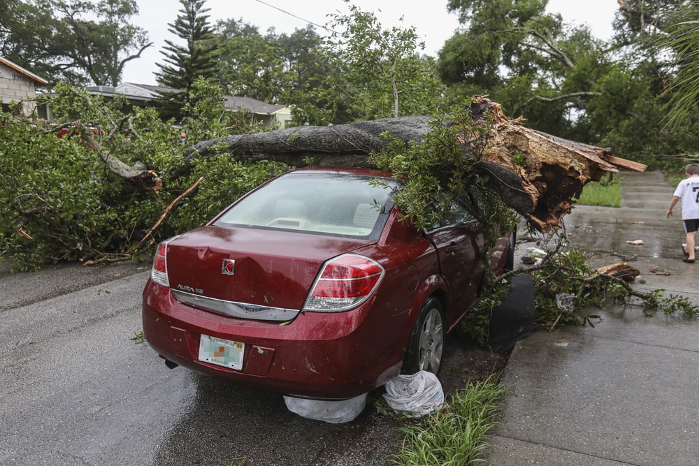 Car damaged by a fallen tree 